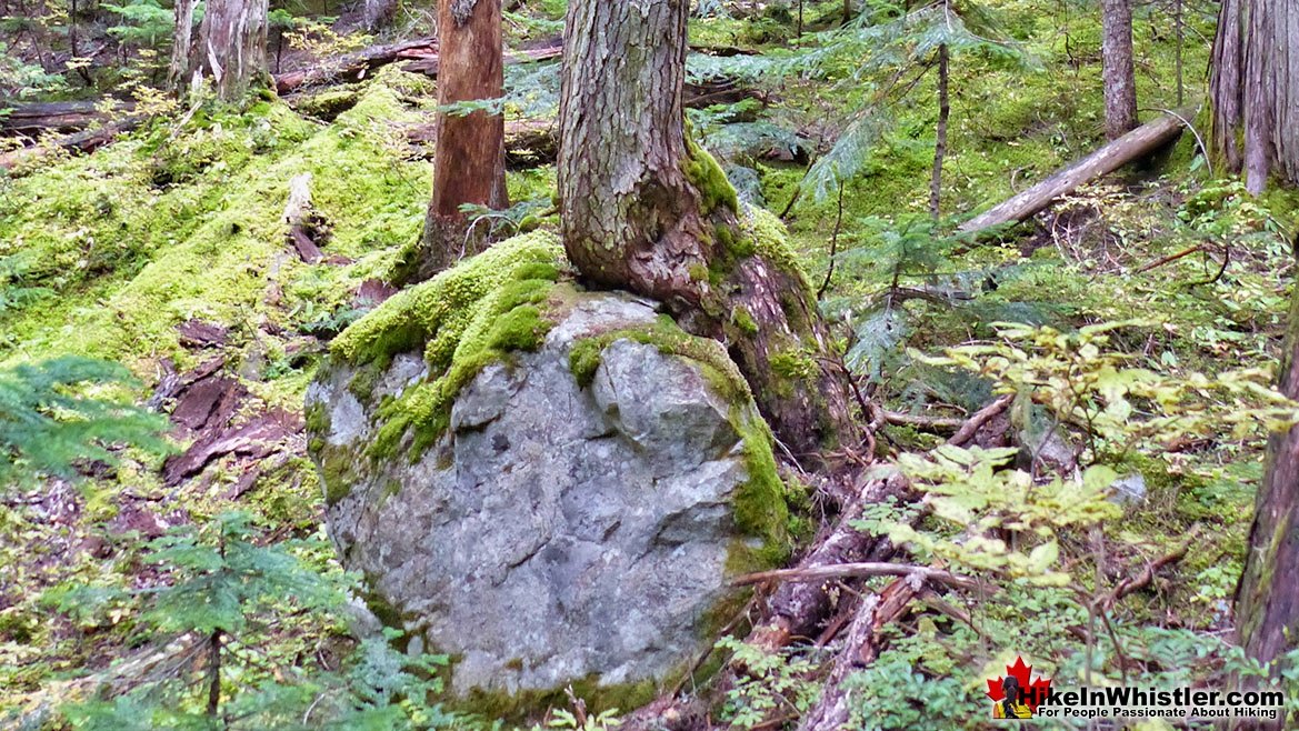 Newt Lake Trail Arborlith