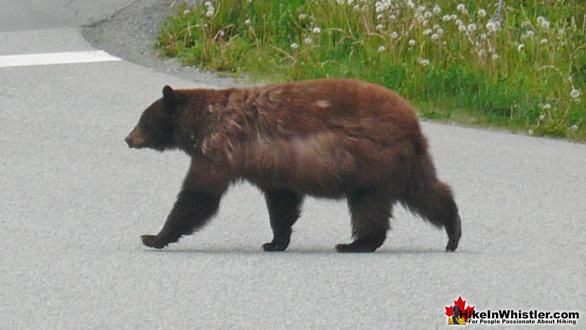 Bear in Whistler Village