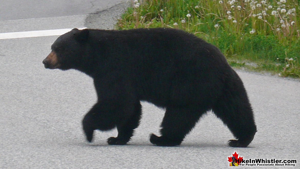 Bear on Lorimer Road in Whistler