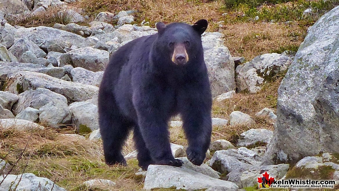 Black Bear on Blackcomb Mountain