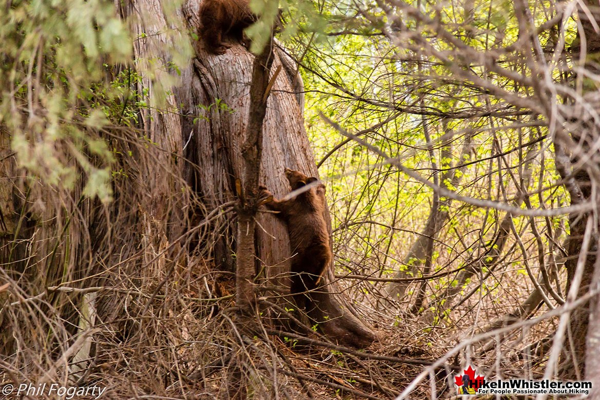 Grizzly Bear Cubs Keyhole Hot Springs