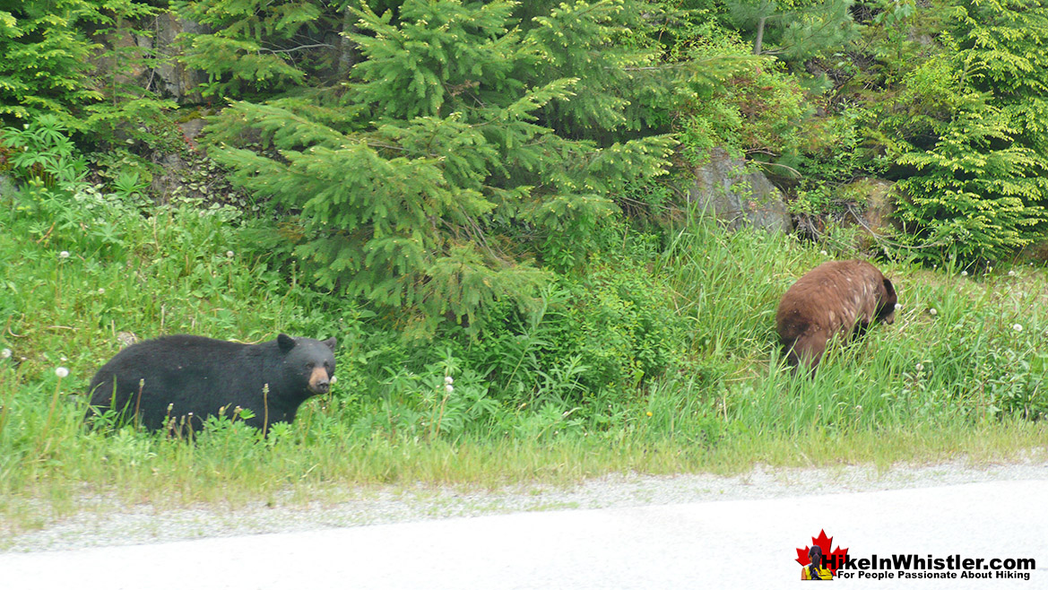 Bears Along Lorimer Road in Whistler