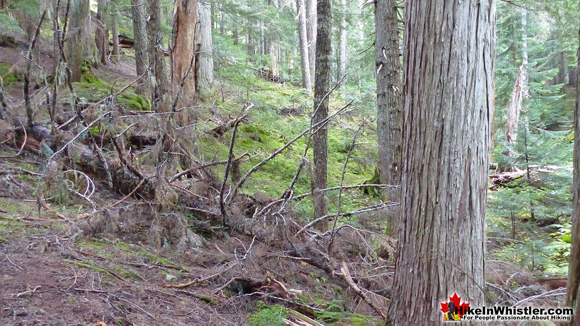 Bushwhacking Newt Lake Trailhead