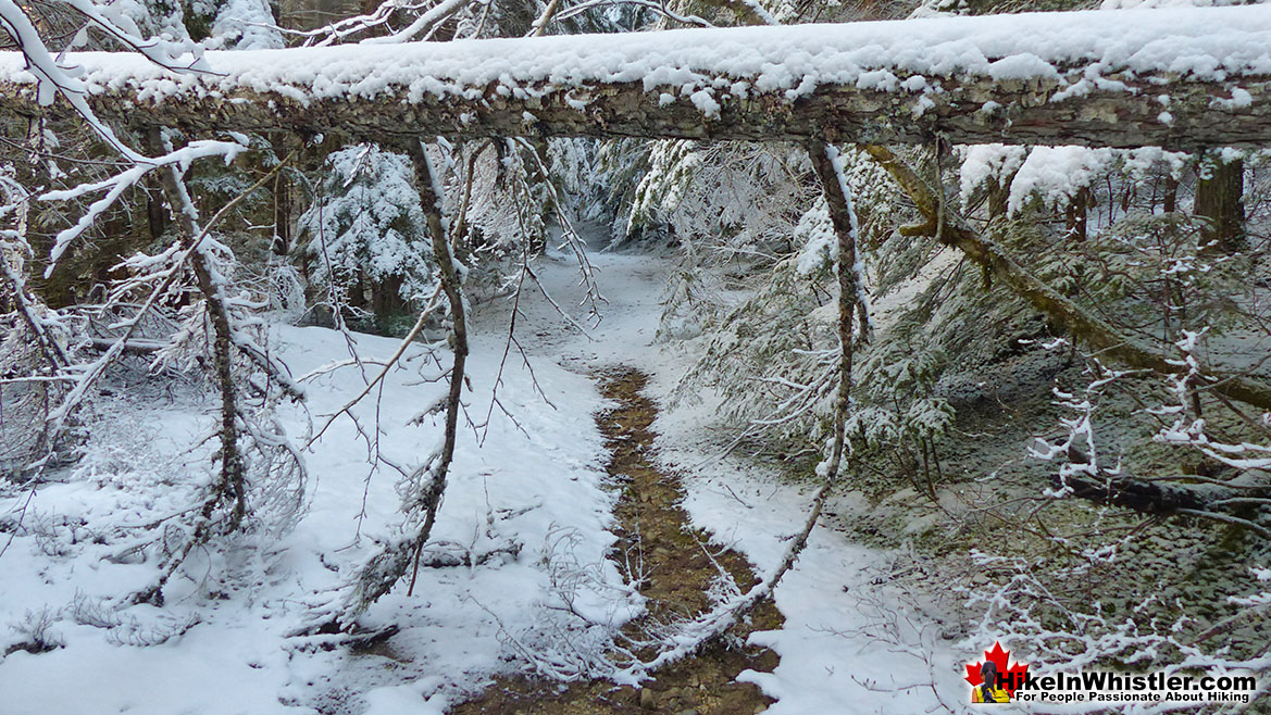 Parkhurst Trail Deadfall