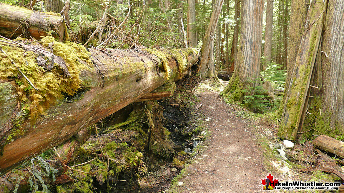 Cheakamus Lake Trail Altering Deadfall