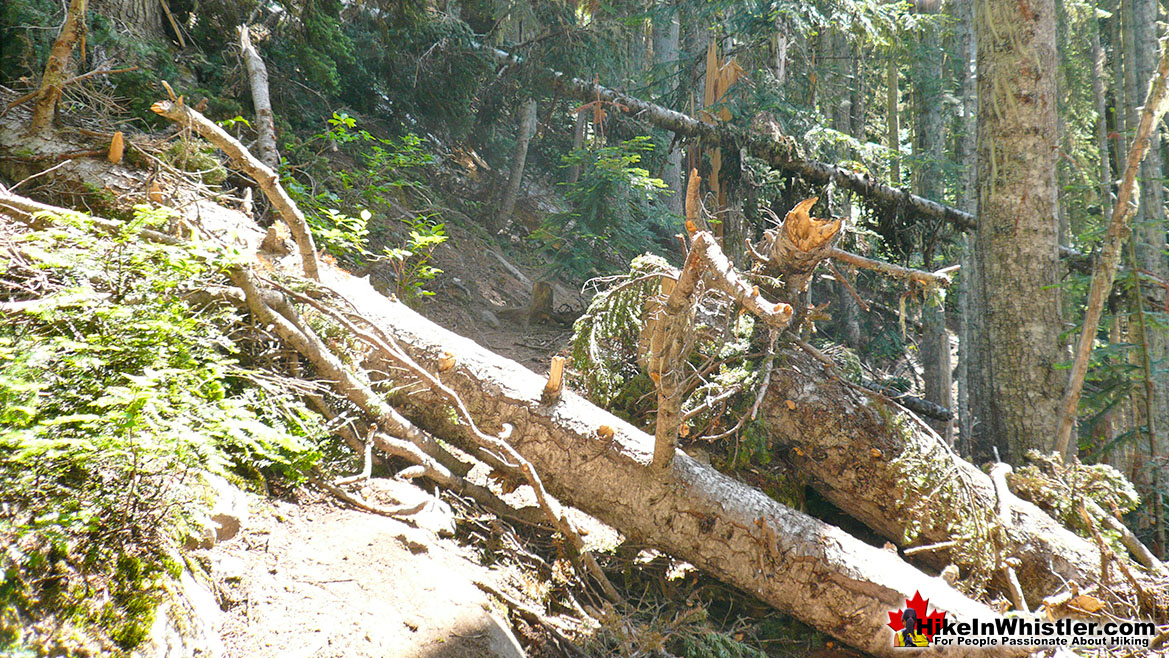 Bushwhacking Wedgemount Lake Trail