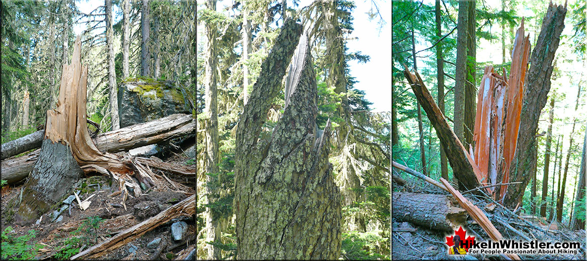 Windsnap Deadfall in Whistler