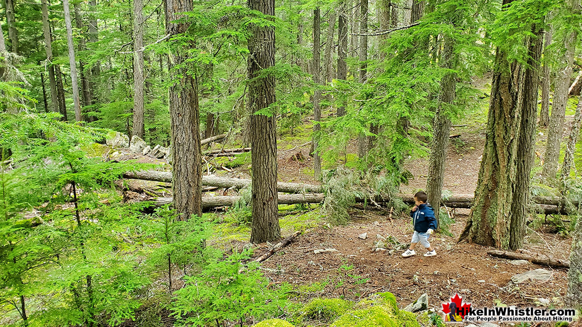 Emerald Forest in Whistler