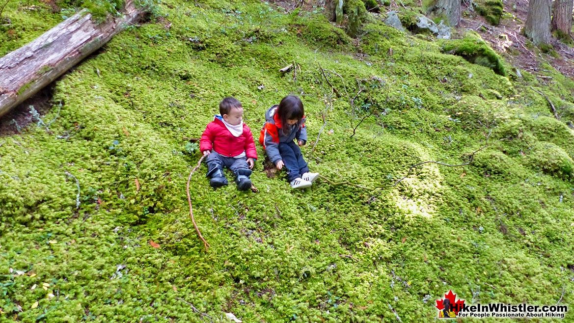 Emerald Forest in Whistler