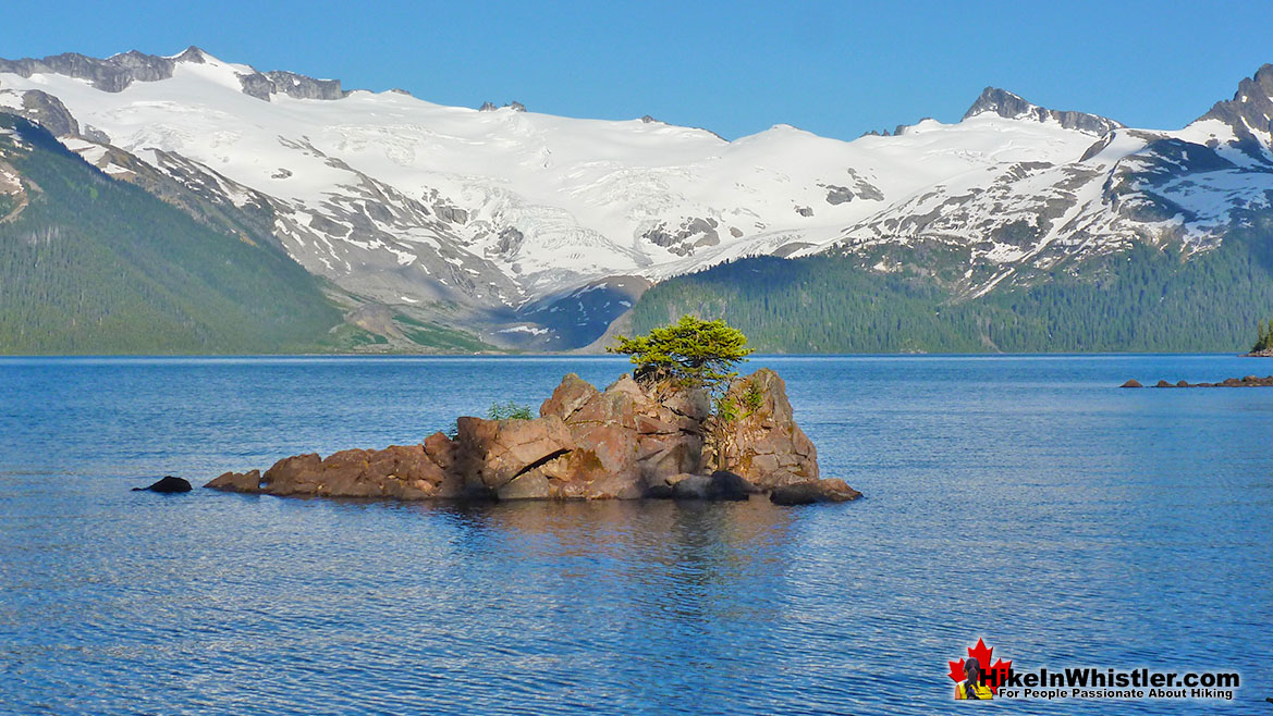 Krummholz on Garibaldi Lake