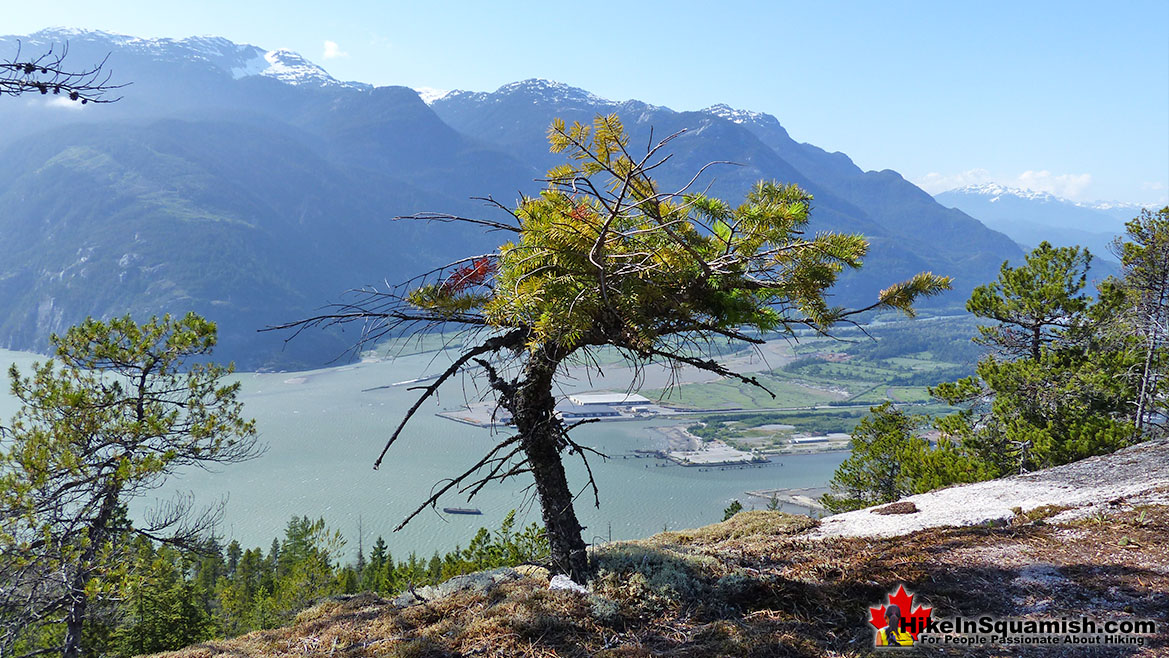 Krummholz on the Upper Shannon Falls Trail