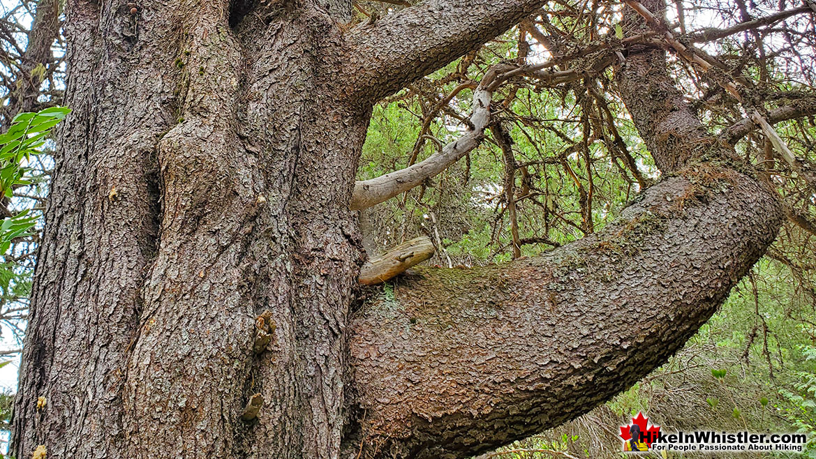 Lodgepole Pine Bark Closeup