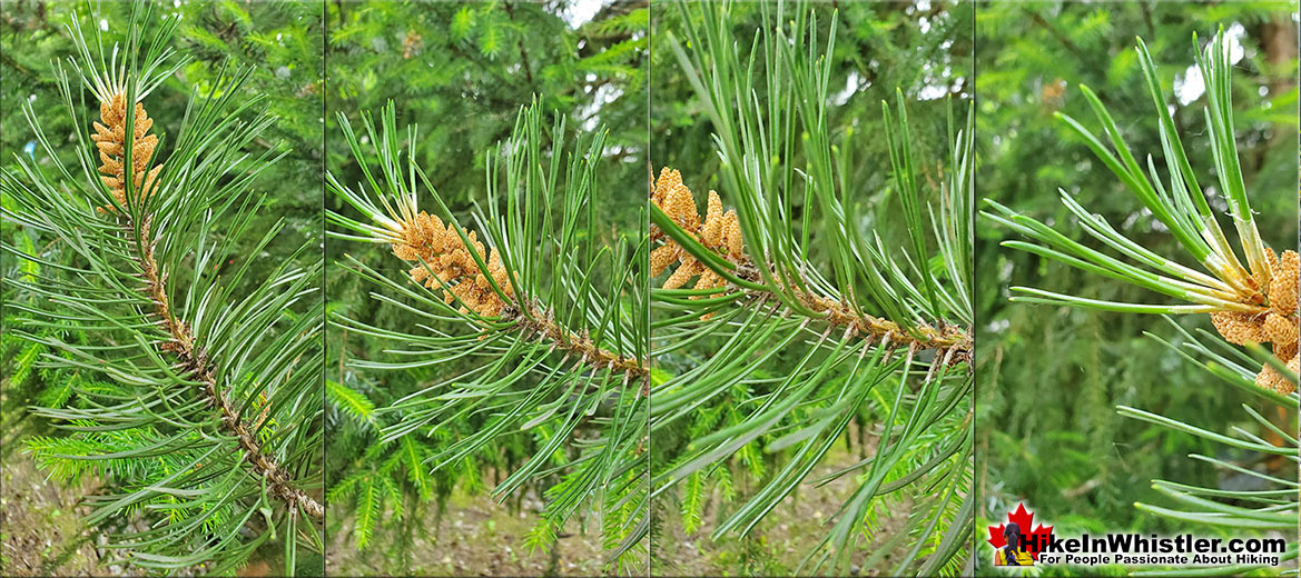 Lodgepole Pine Needles Closeup