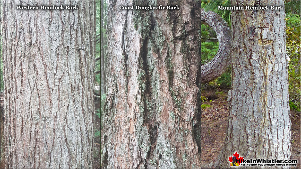 Mountain Hemlock Bark Comparison