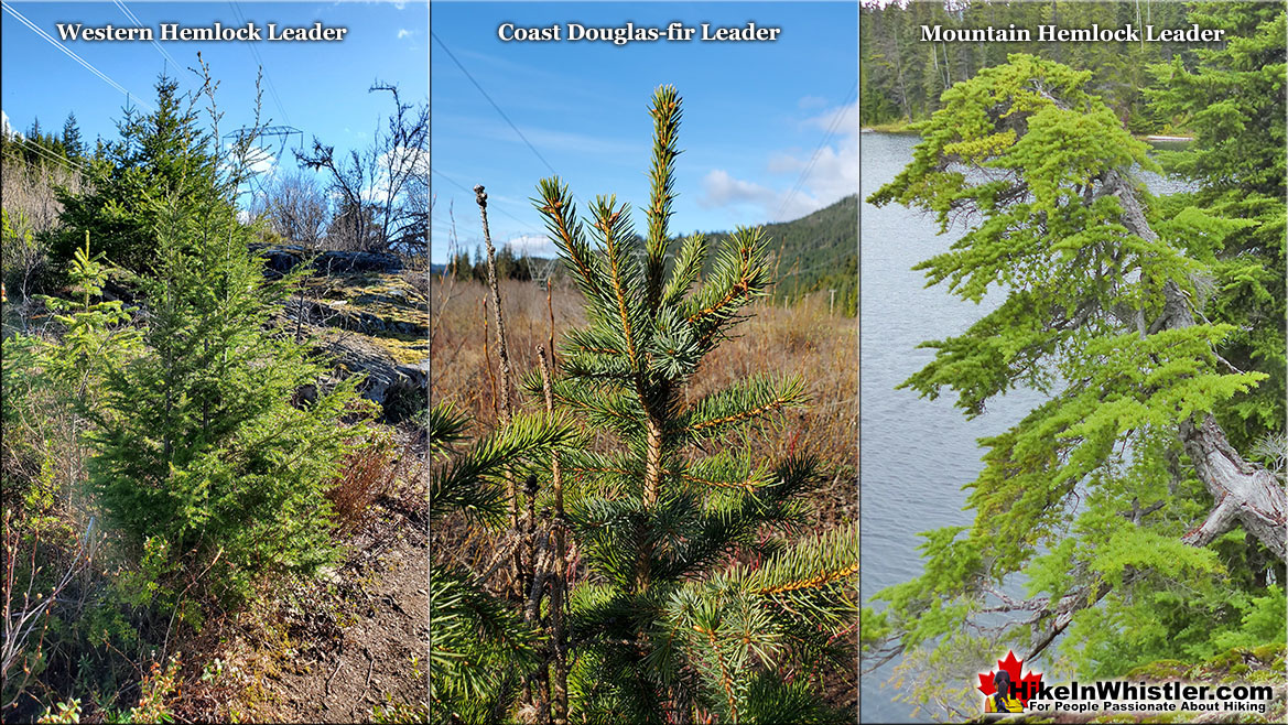 Mountain Hemlock Tree Comparison