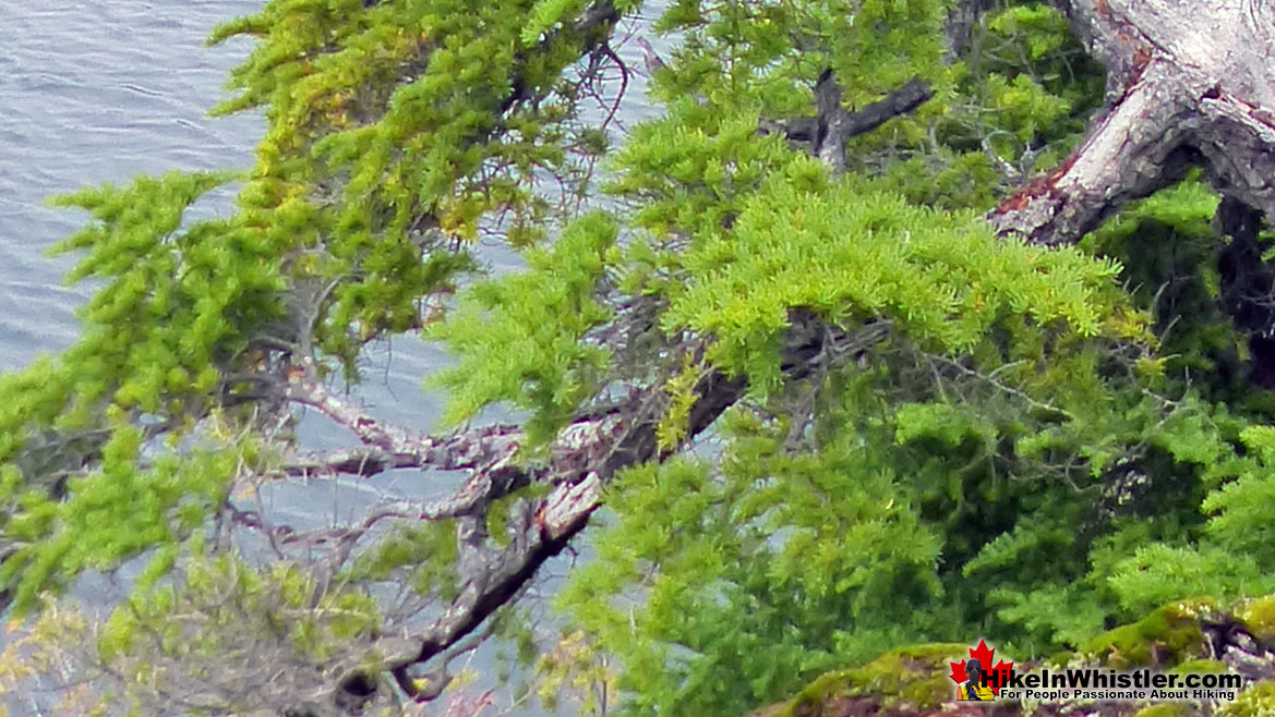 Whistler Trees: Mountain Hemlock Needles