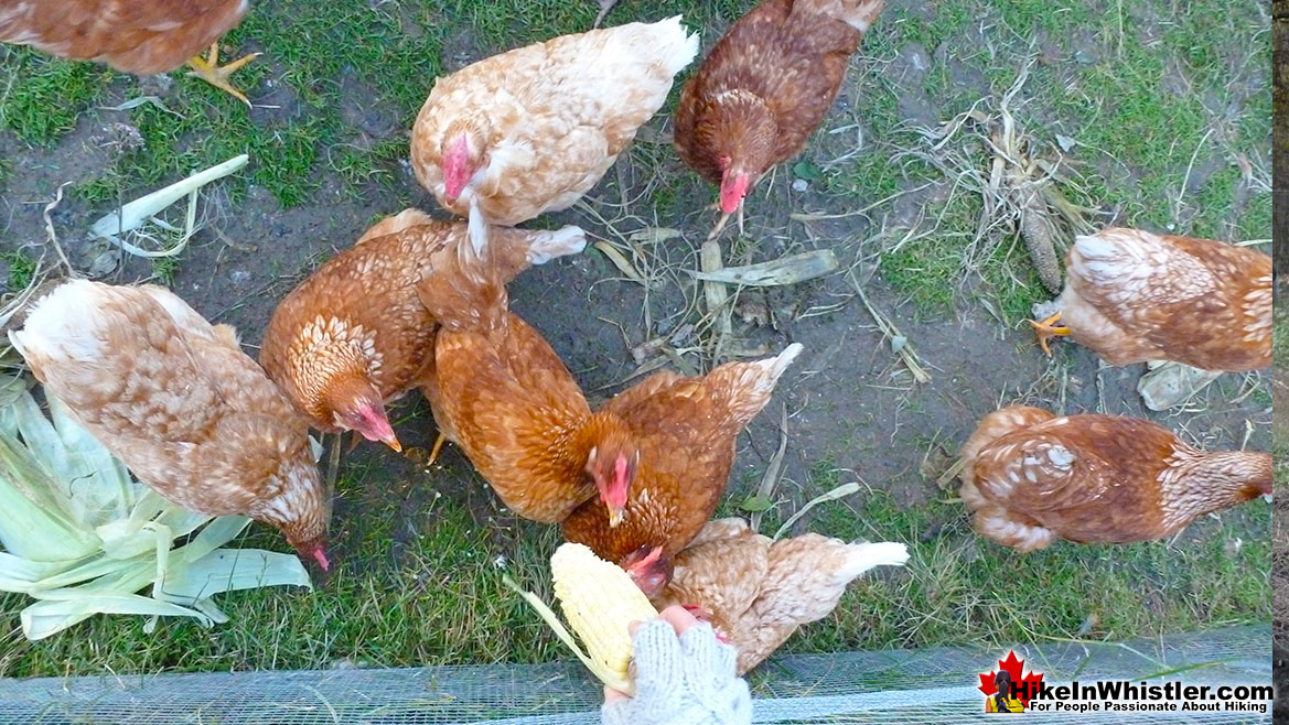 North Arm Farm Chickens