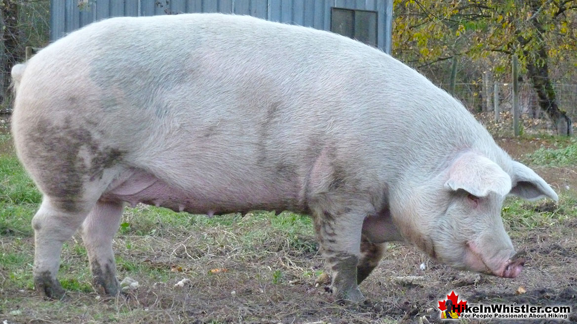 North Arm Farm Pig