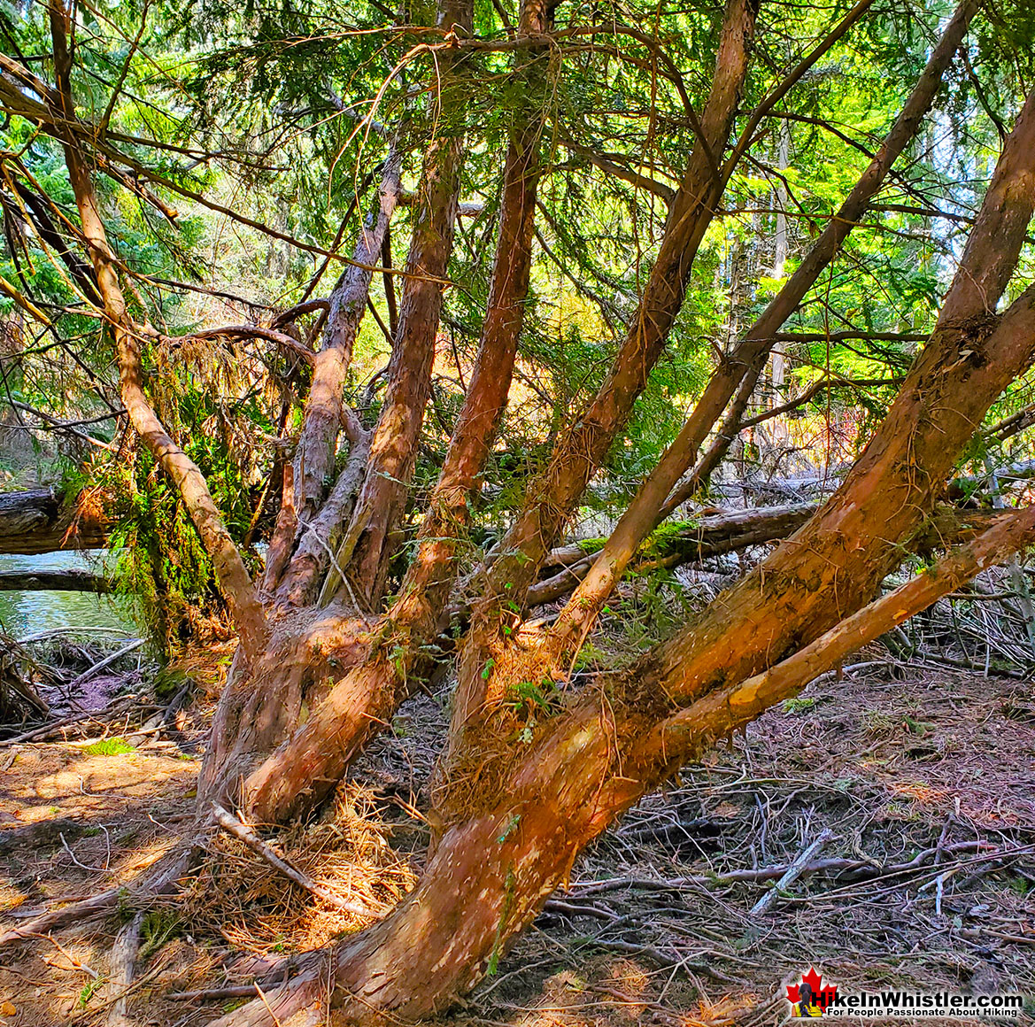 Pacific Yew in Whistler