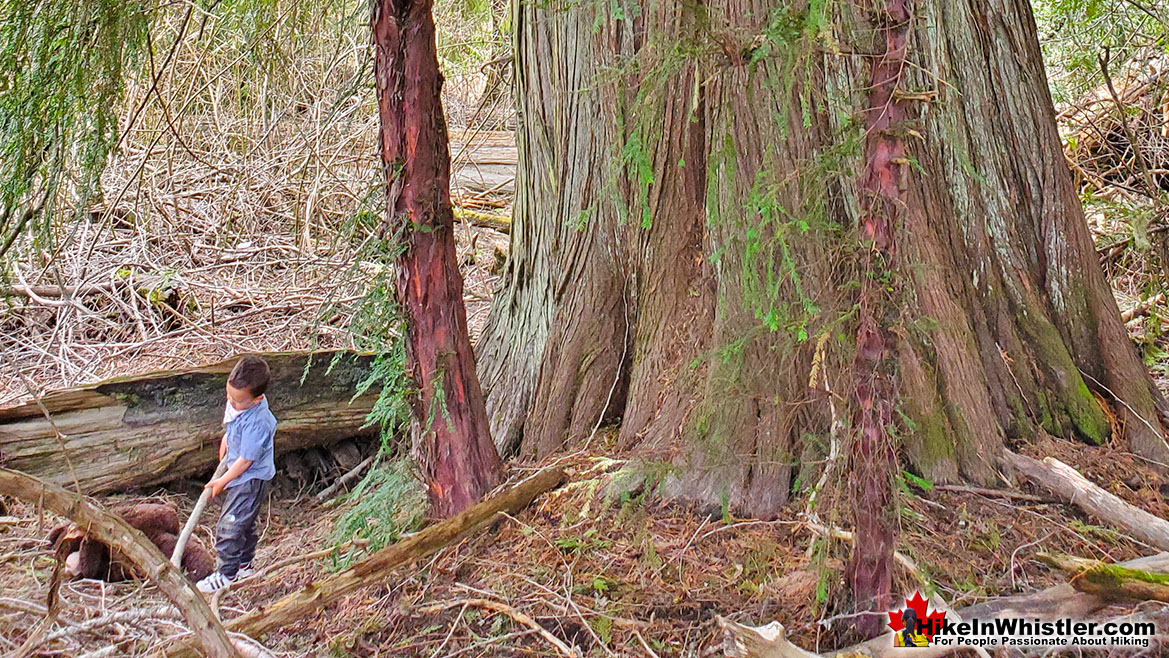 Pacific Yew Trees in Whistler