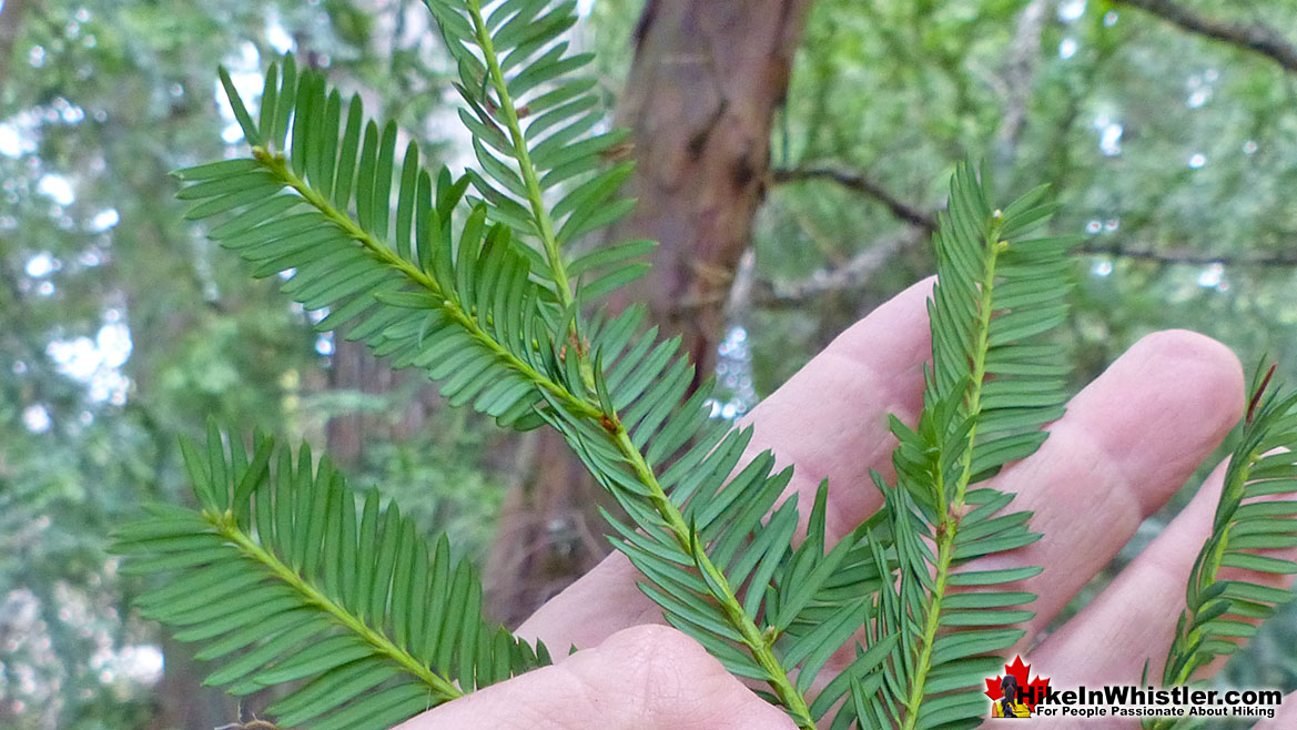 Pacific Yew Leaves Under
