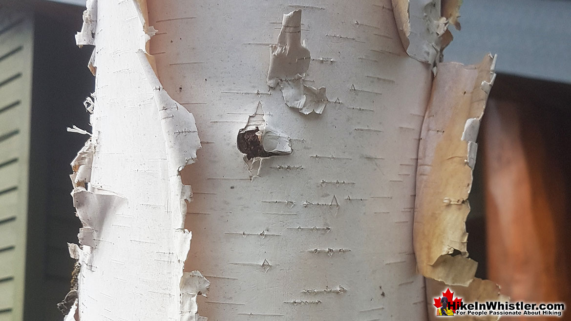 Paper Birch or White Birch