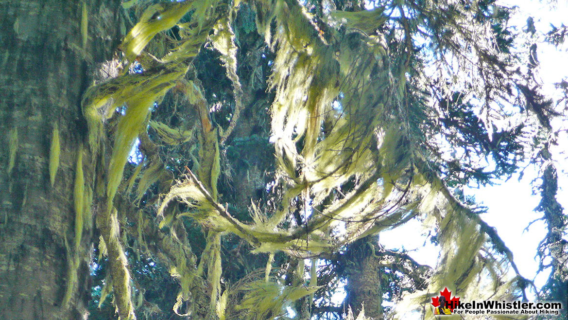 Usnea on the Panorama Ridge Trail