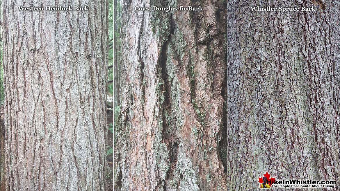 Western Hemlock Bark Comparison