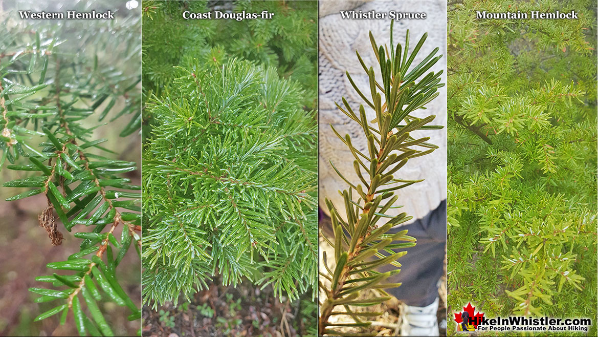 Western Hemlock Needles Comparison