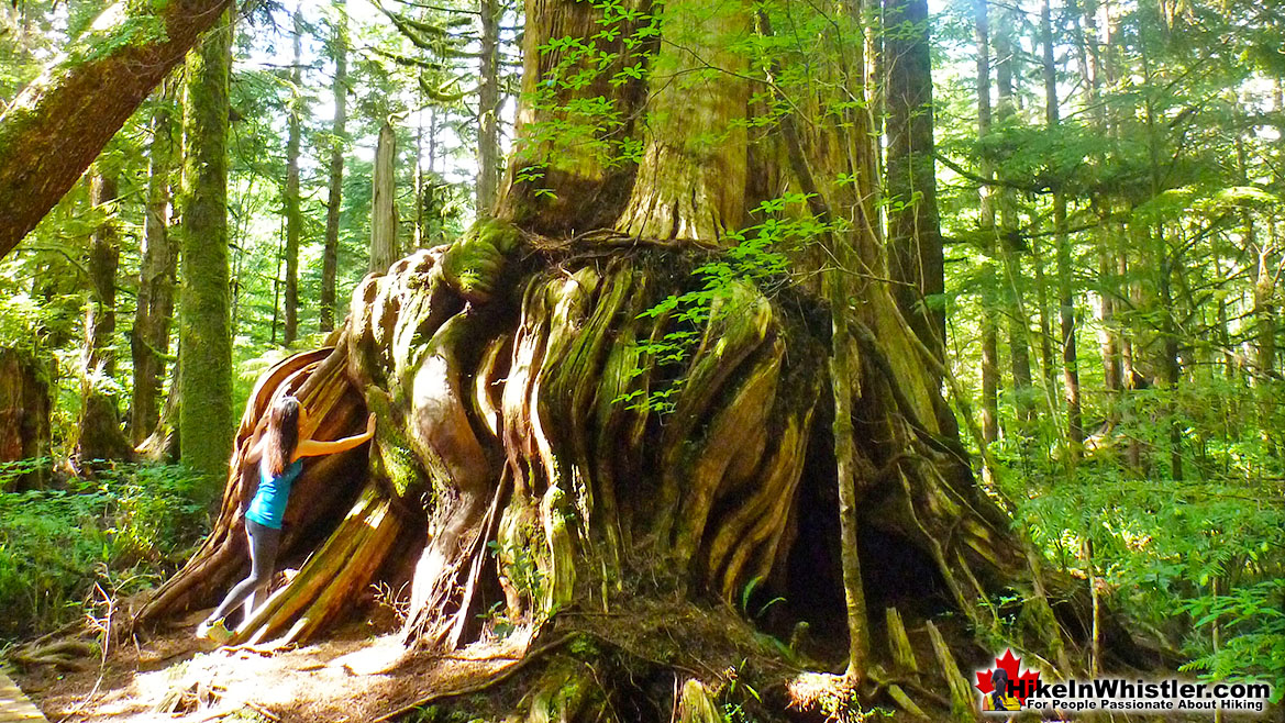 Western Redcedar in Tofino