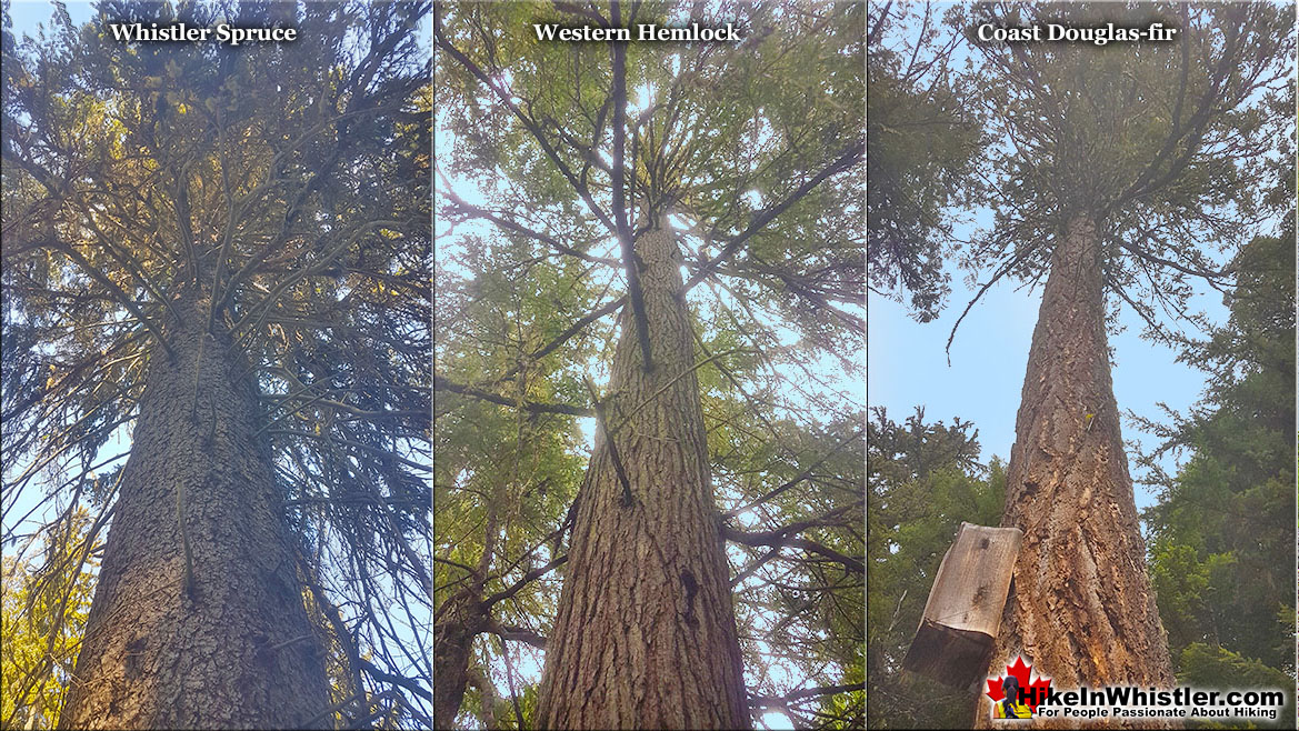 Whistler Spruce Western Hemlock Douglas-fir