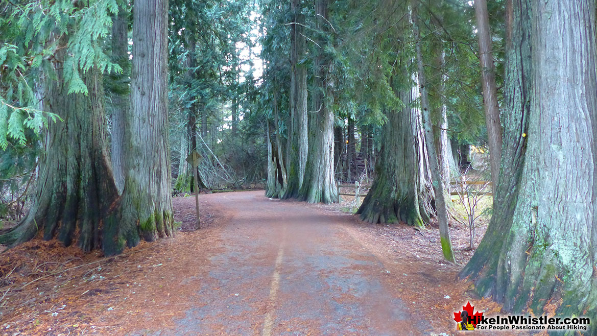 Cedar Grove on the Whistler Golf Course 5k Run