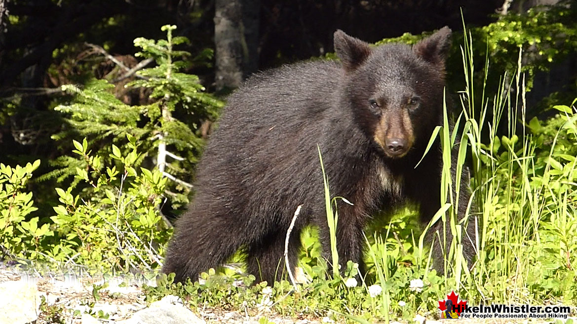 Bear Near Madeley Lake & Alexander Falls