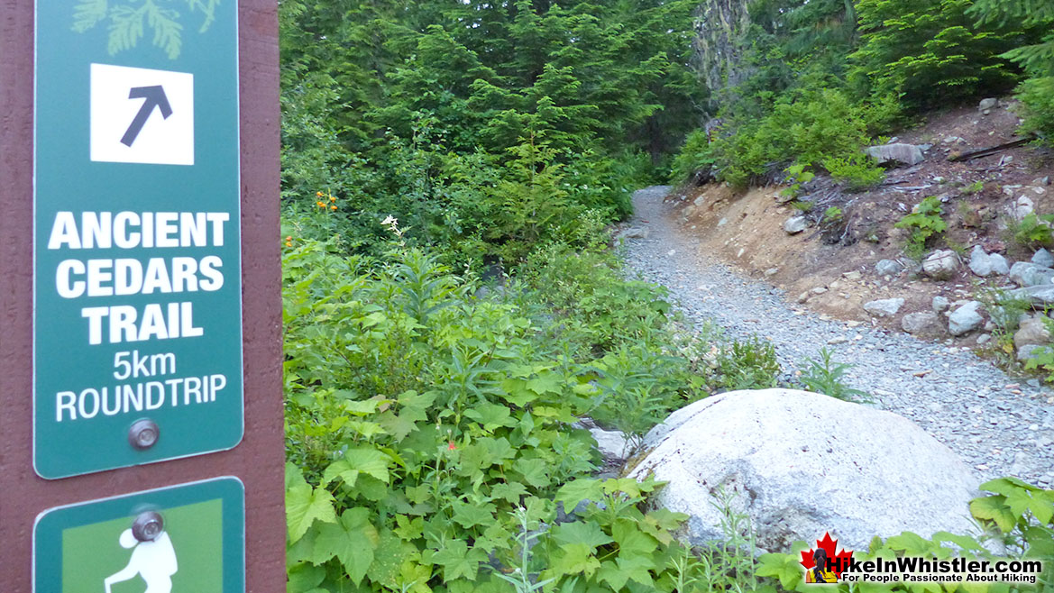 Ancient Cedars Trailhead Hike in Whistler