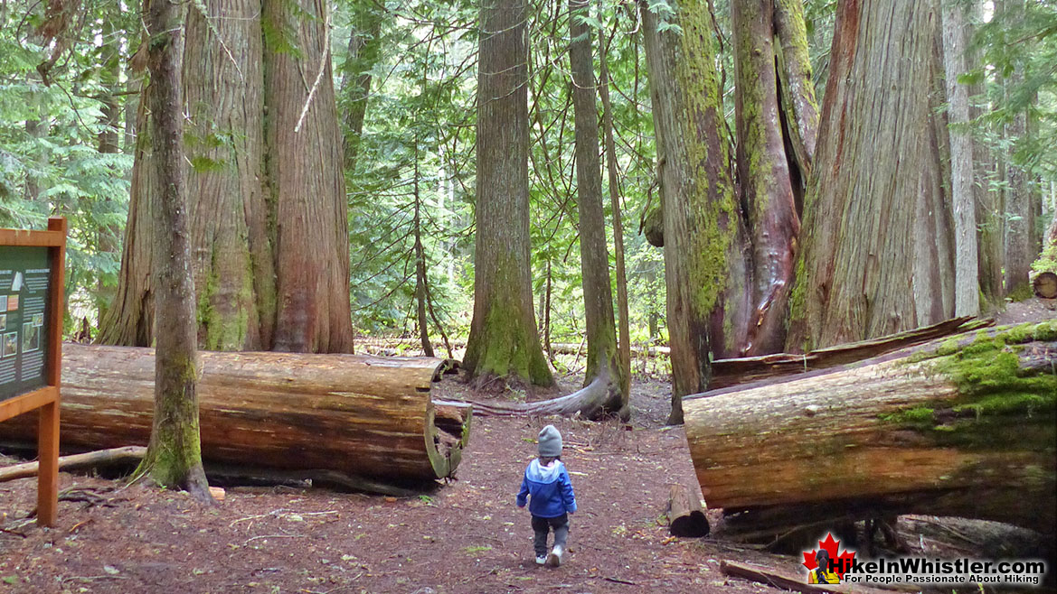 Ancient Cedars in Whistler