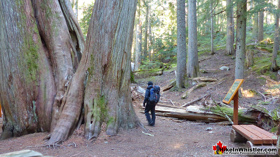 Ancient Cedars Hike in Whistler