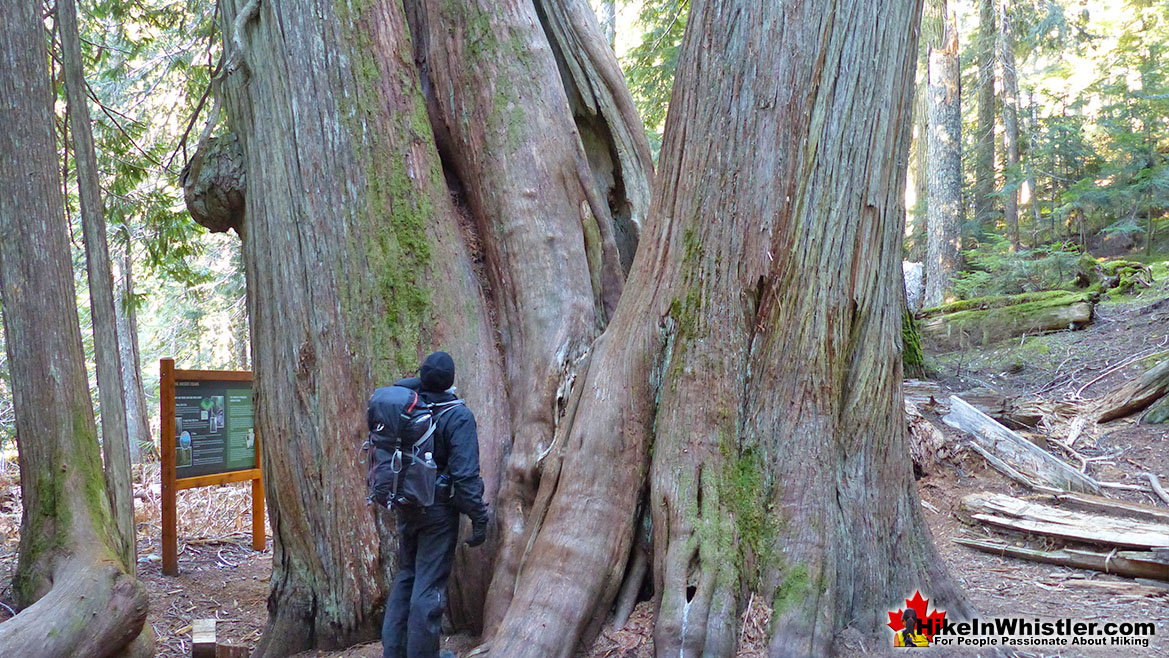 Ancient Cedars Hike in Whistler