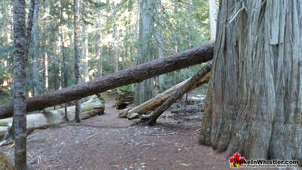 Ancient Cedars Hike in Whistler