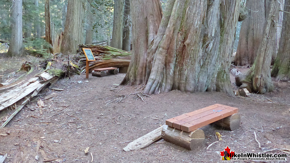 Ancient Cedars Interpretive Signs