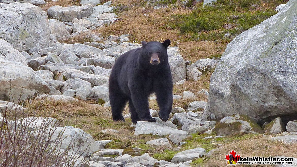 Blackcomb Mountain Bear