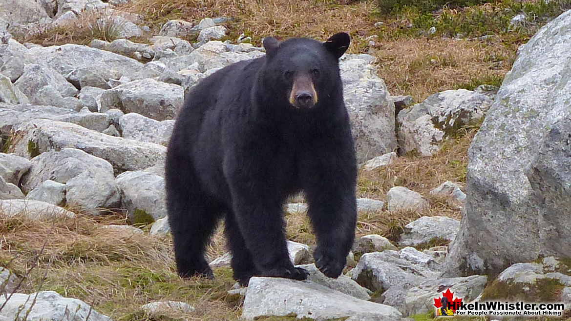 Bear Near Blackcomb Mountain in Garibaldi Park