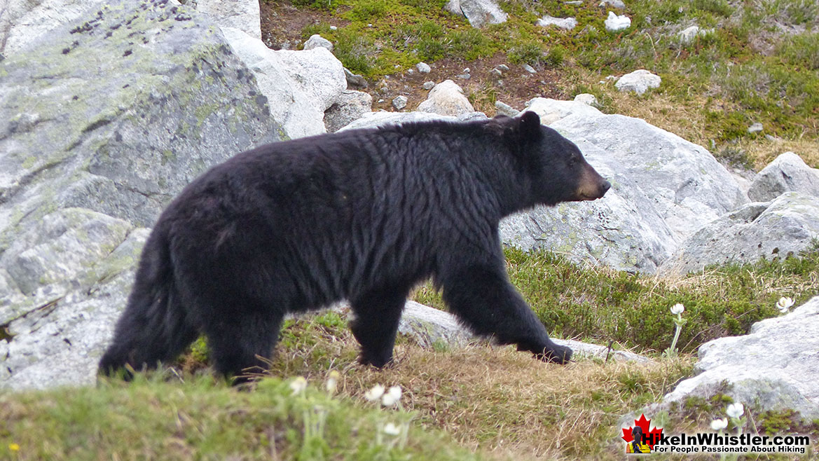 Bear on Blackcomb Mountain