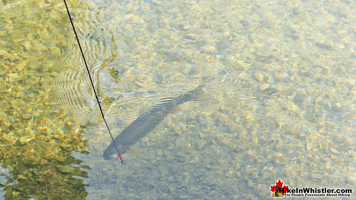 Cheakamus Lake Fishing