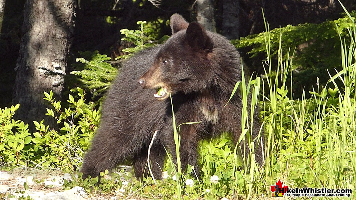 Bear in the Callaghan Valley
