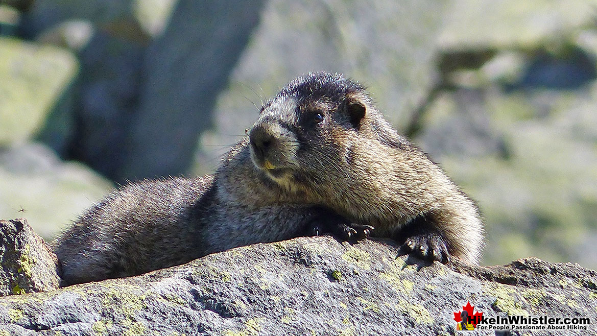 Hoary Marmot at Cirque Lake