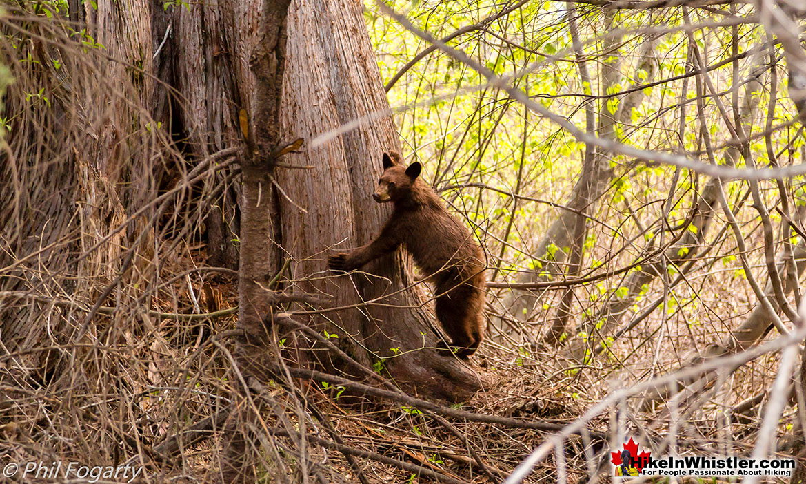 Keyhole Hot Springs Grizzly Bear Cub