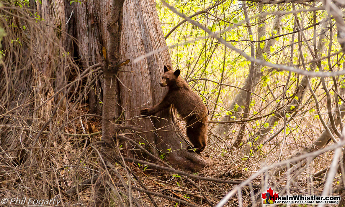 Keyhole Hot Springs Grizzly Bear Cub