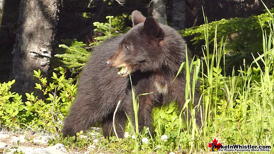 Black Bear Near Madeley Lake in Whistler