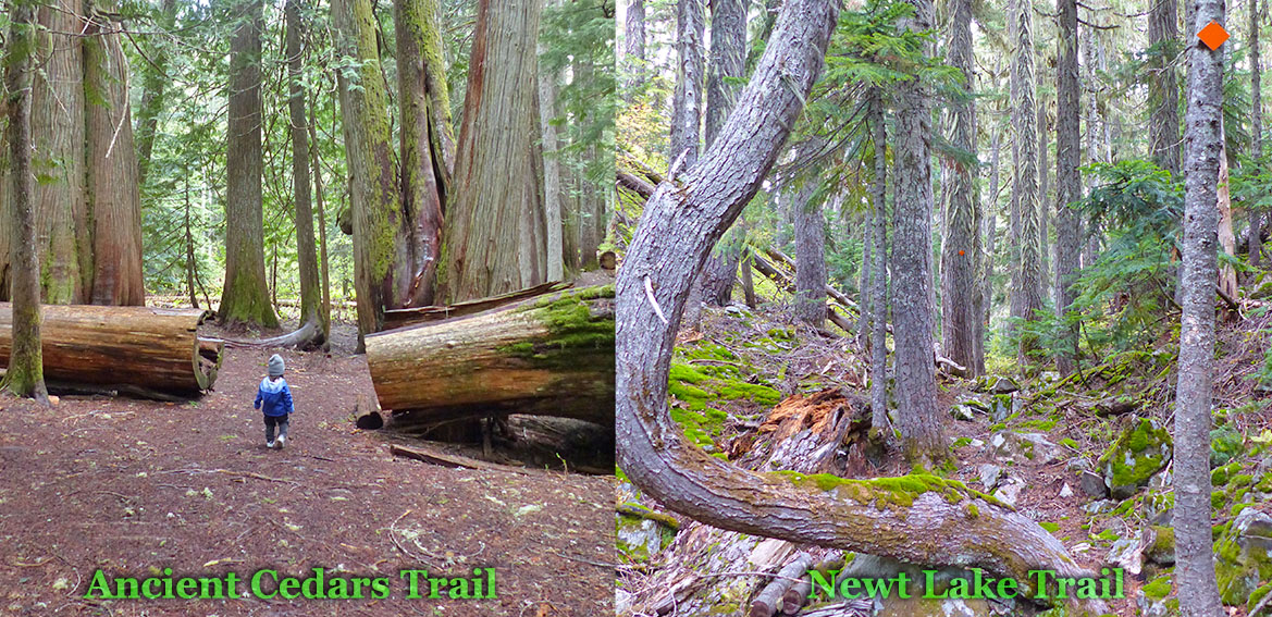 Ancient Cedars Newt Lake Trail Comparison