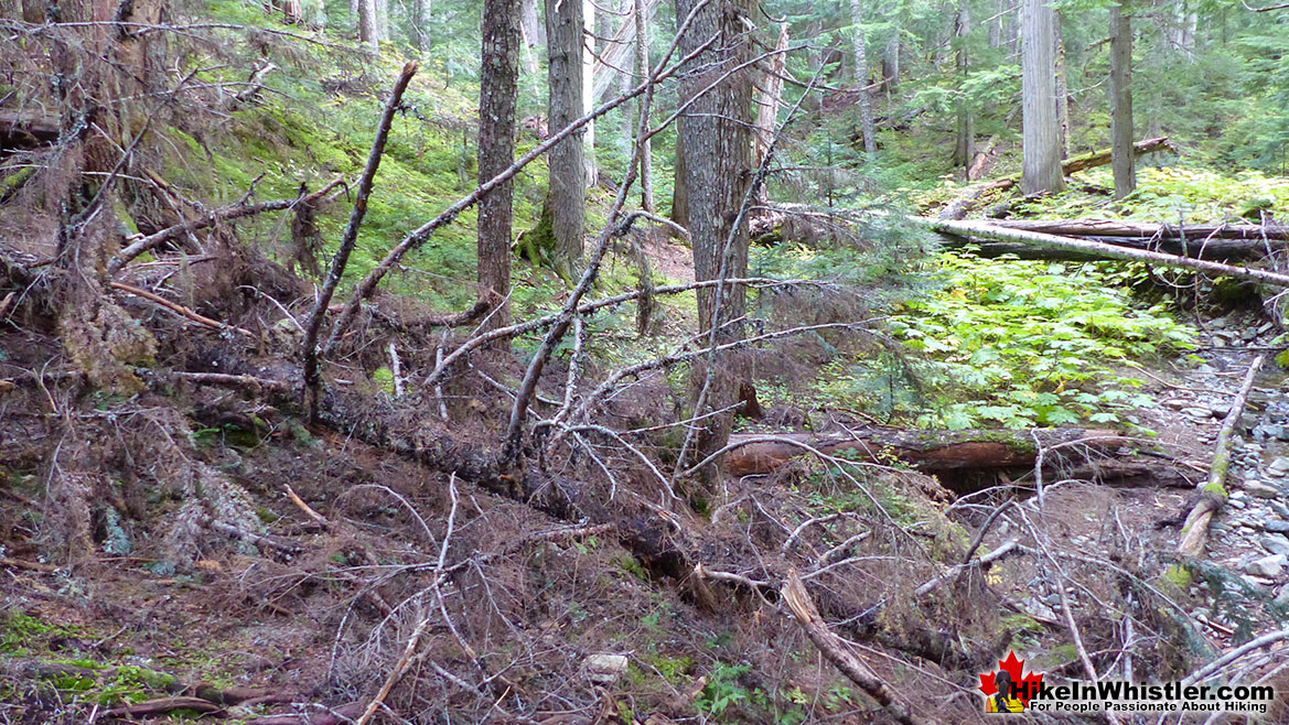 Newt Lake Windfall Trailhead